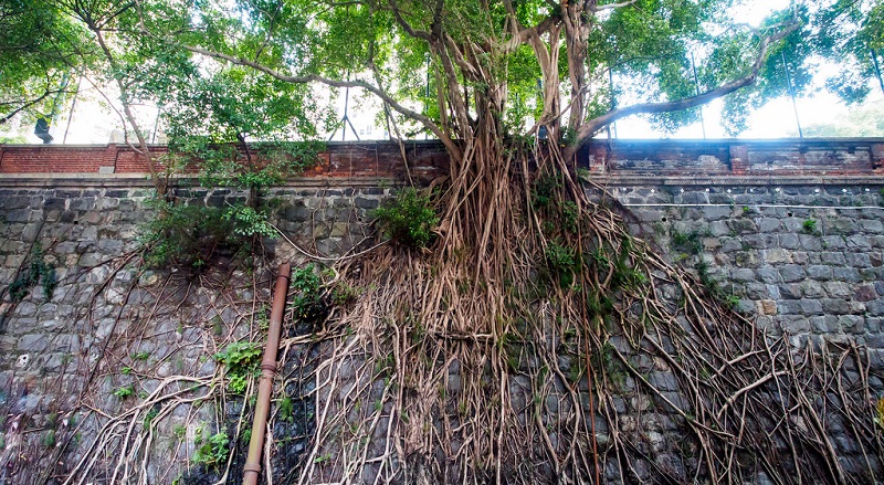 Forbes Wall Trees