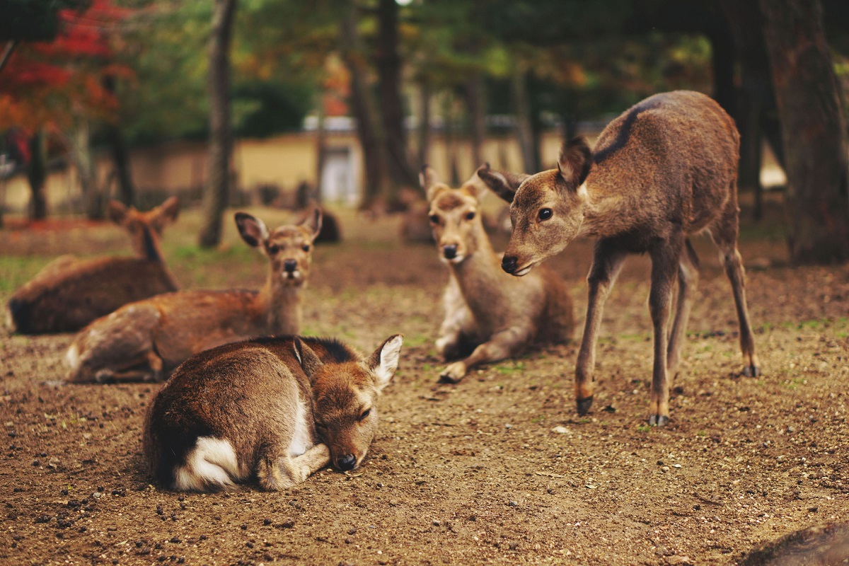 Nara