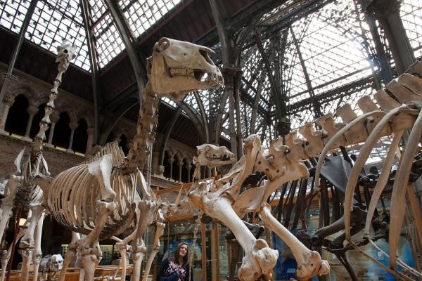 Oxford Museum of Natural History, Oxford