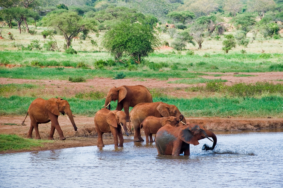 Huge male African elephant