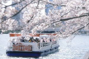 Osaka Sakura River Cruise